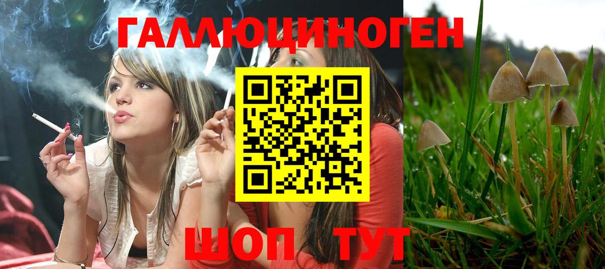 где найти наркотики  Вход с VPN  Красногорск  Галлюциногенные грибы Psilocybine cubensis 